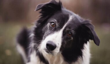 Dog poop problem persists in Mississauga: city