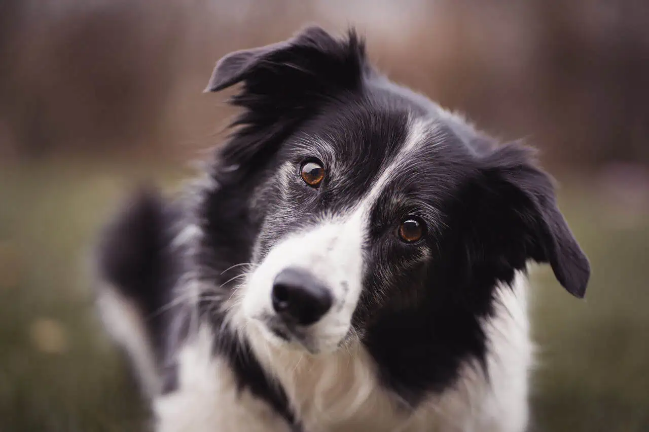 Dog poop problem persists in Mississauga: city