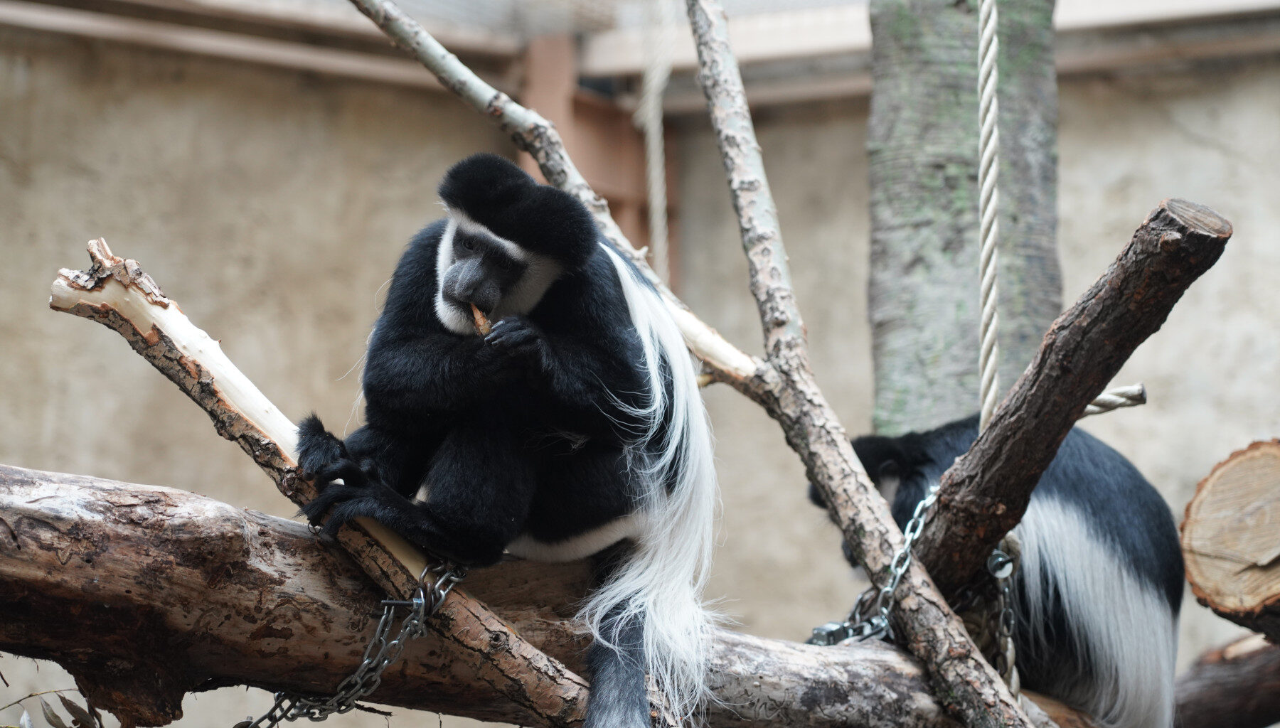 Second life: Zoo, Calgary Parks, team up for habitat additions in animal enclosures