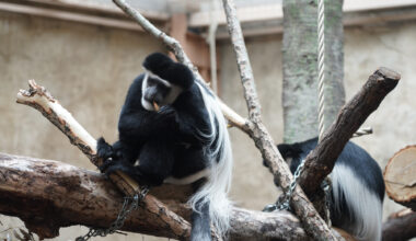 Second life: Zoo, Calgary Parks, team up for habitat additions in animal enclosures