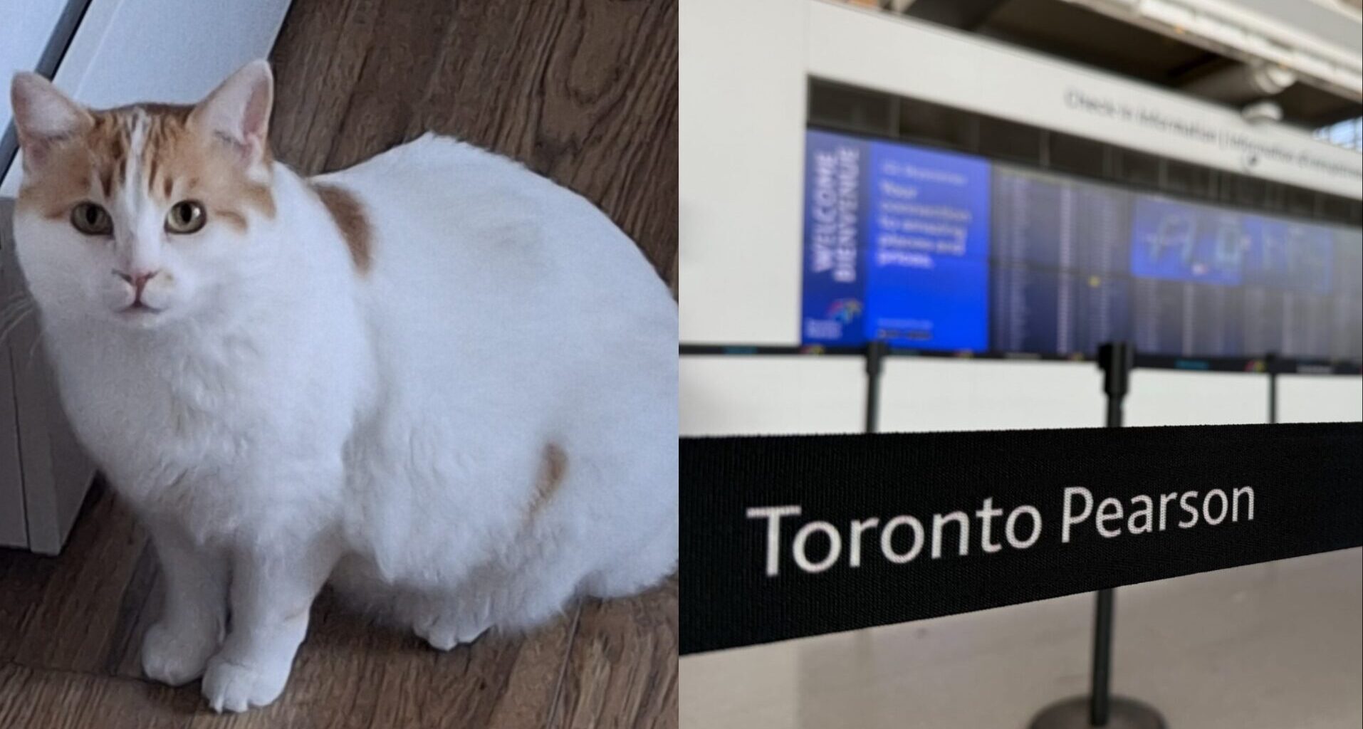 Missing Montreal cat found at Toronto Pearson Airport after 16 days
