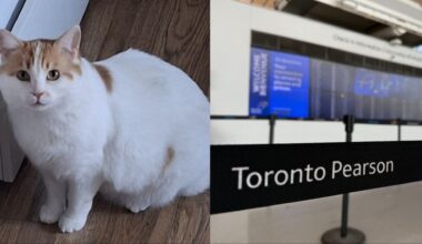 Missing Montreal cat found at Toronto Pearson Airport after 16 days