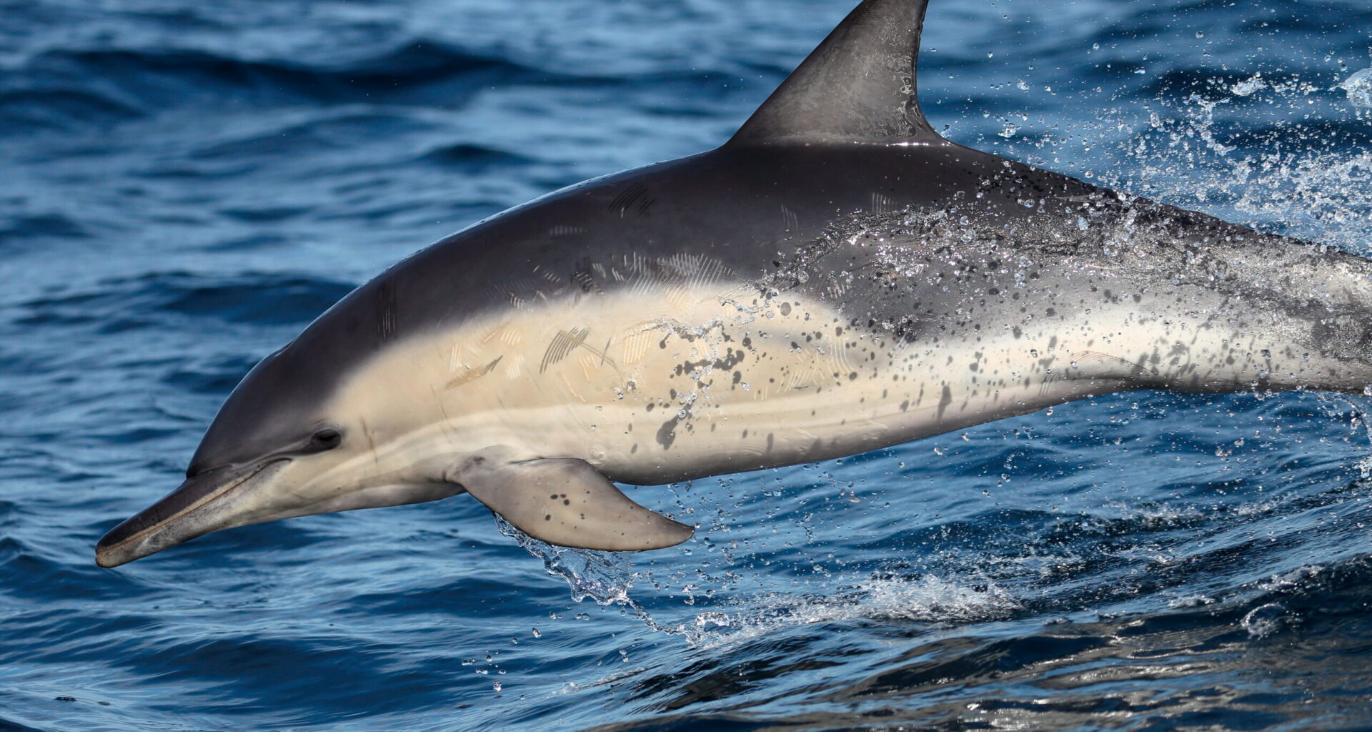 H5N1 bird flu jumps to marine mammals and wildlife in Australia