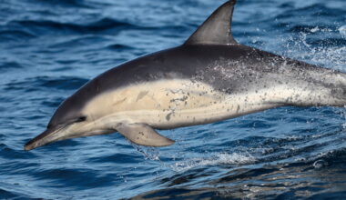H5N1 bird flu jumps to marine mammals and wildlife in Australia