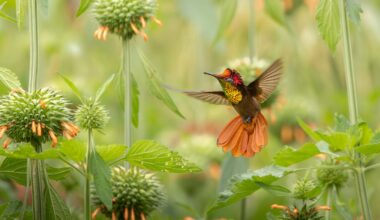 "I searched for the Ruby-topaz Hummingbird for years," says 14-year-old award-winning photographer u2013 until his big day came. He "focused on it just in time"