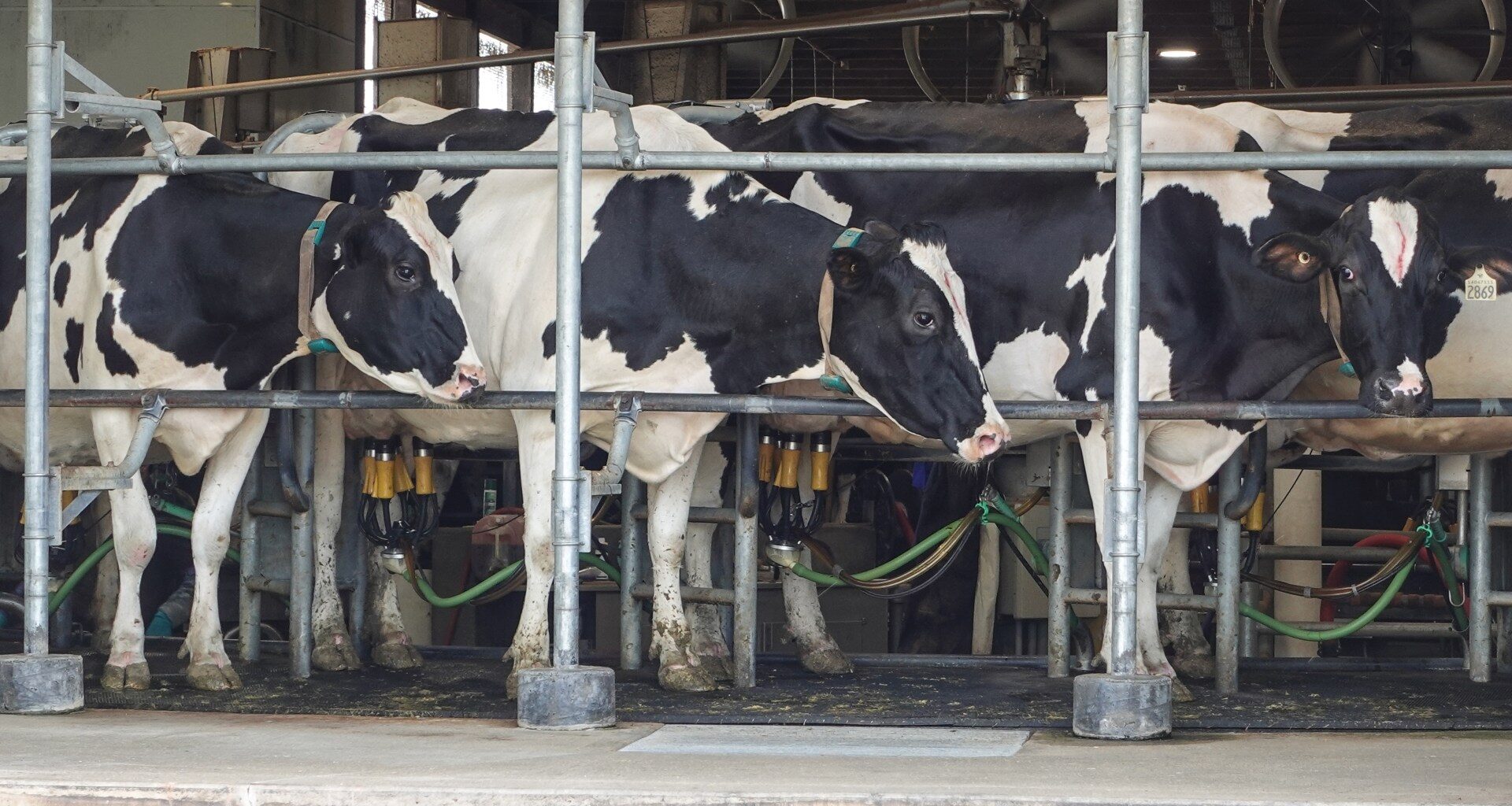 Trump tariffs hit Canada’s dairy farmers as US sales stall | Trade War