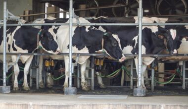 Trump tariffs hit Canada’s dairy farmers as US sales stall | Trade War