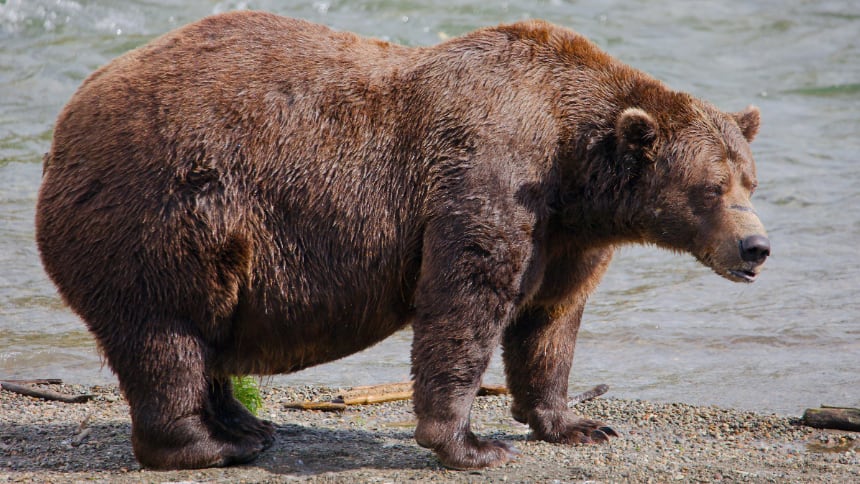 A large brown bear stands by a river.