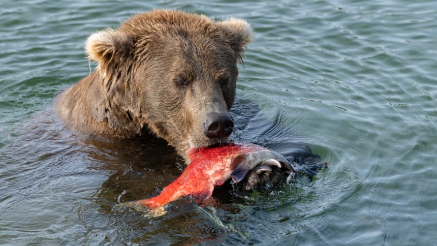 A bear in water eating a salmon.