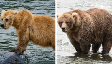 Left: A skinnier brown bear. Right: A large brown bear.