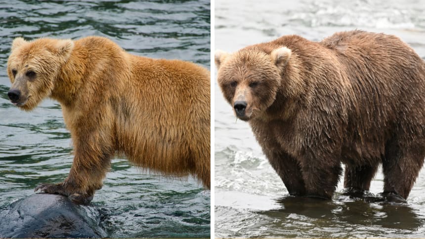 Left: A skinnier brown bear. Right: A large brown bear.