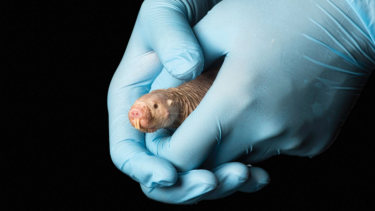 A naked mole rat cradled in two blue-gloved hands.