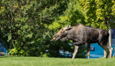 IN PICTURES: Moose caught strolling through downtown Midland - CTV News