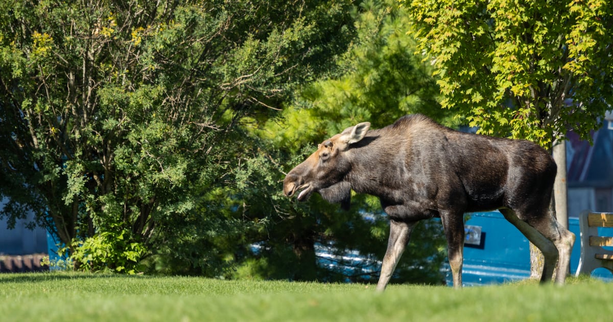 IN PICTURES: Moose caught strolling through downtown Midland - CTV News