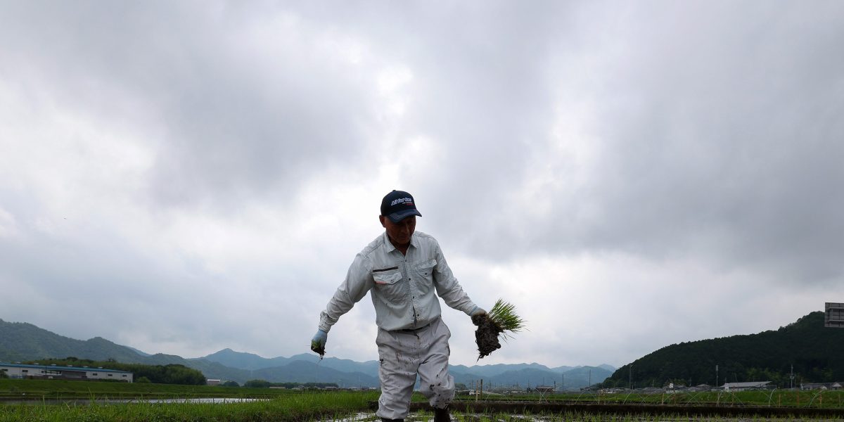 Japan went from a rice shortage to a rice surplus in two years, due to drought, tourism and the U.S.