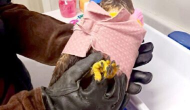 VIDEO: Hawk healed and back home in B.C. skies