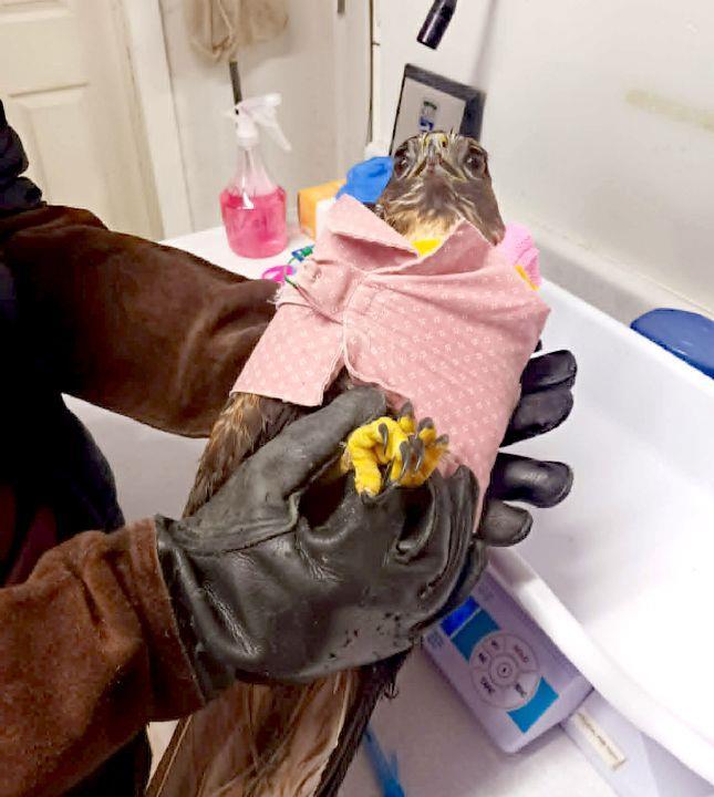 VIDEO: Hawk healed and back home in B.C. skies