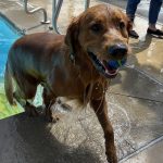 A brown dog steps out of a pool during the Dog Swim event.