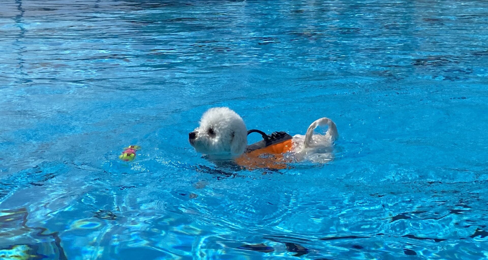 Dog days of summer end with a paw-sitive splash – City of Mississauga