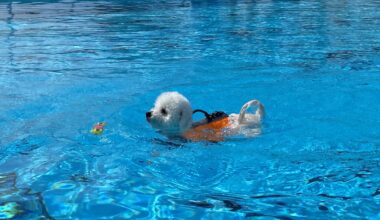 Dog days of summer end with a paw-sitive splash – City of Mississauga
