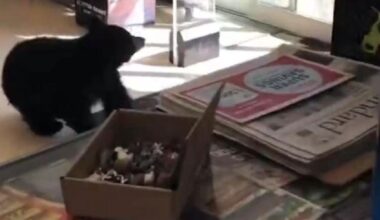 VIDEO: 2 bears wander into Hope pharmacy