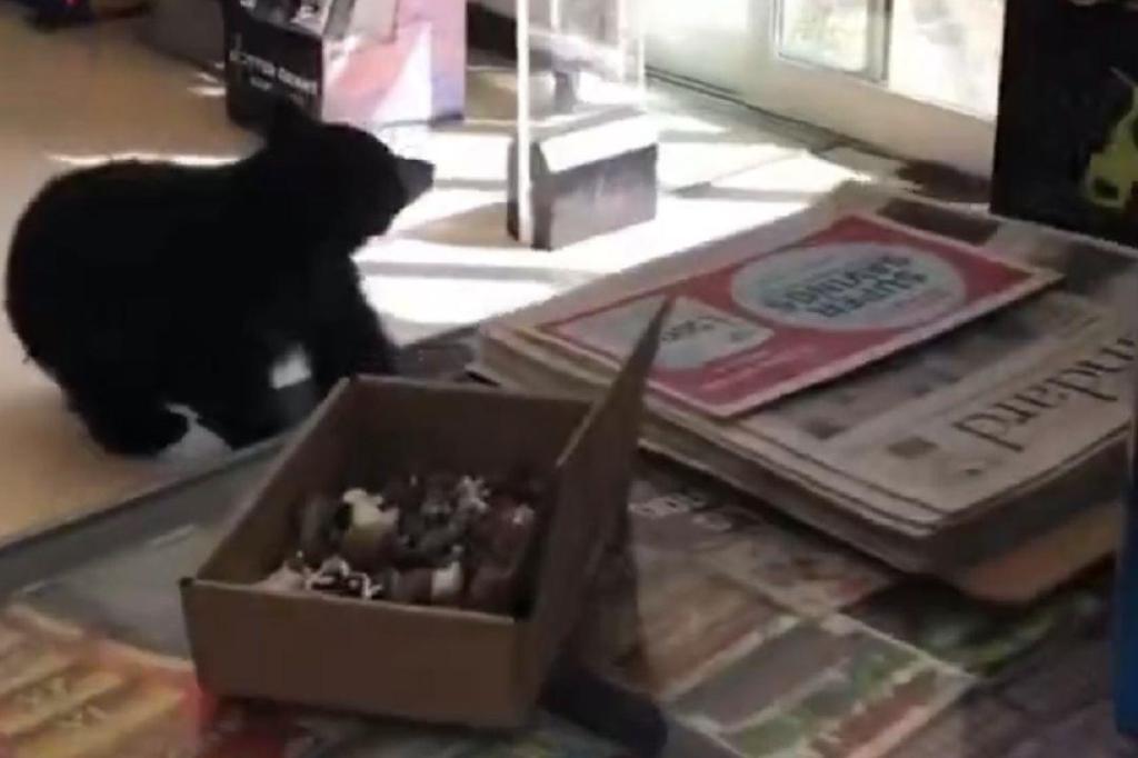 VIDEO: 2 bears wander into Hope pharmacy