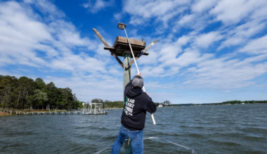 Ospreys are disappearing along the East Coast. Scientists think they know why.