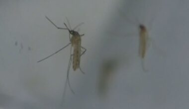 West Nile virus: Hamilton reports its first human case