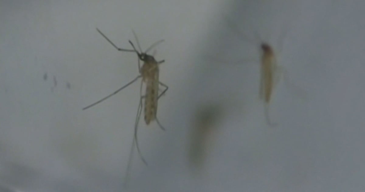 West Nile virus: Hamilton reports its first human case