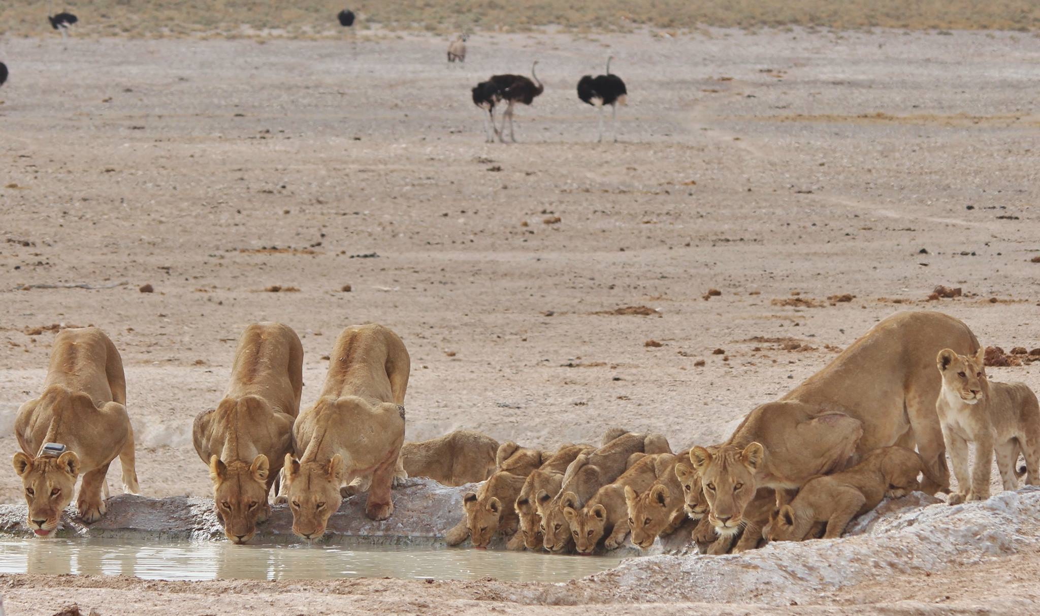 Lionesses and cubs at Etosha National Park