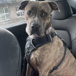 Image of a dog in a car.