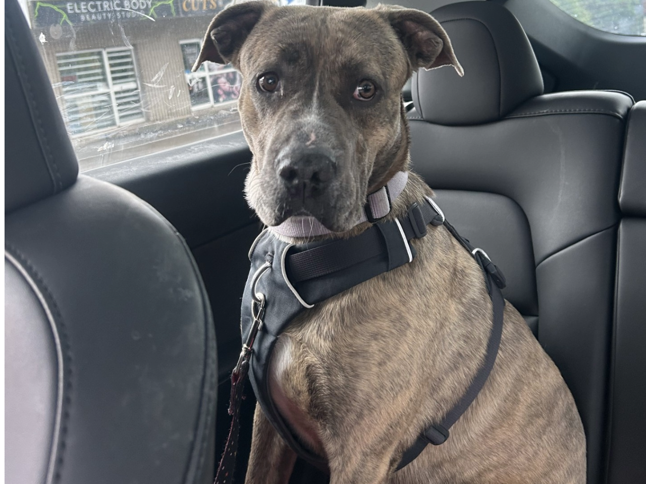 Image of a dog in a car.