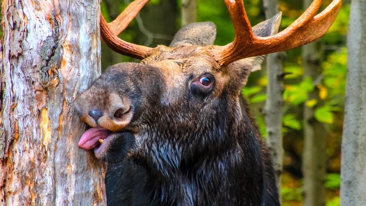 A bull moose licking a tree.