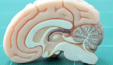 Inhibitory neurons act as a brake on brain tumor growth