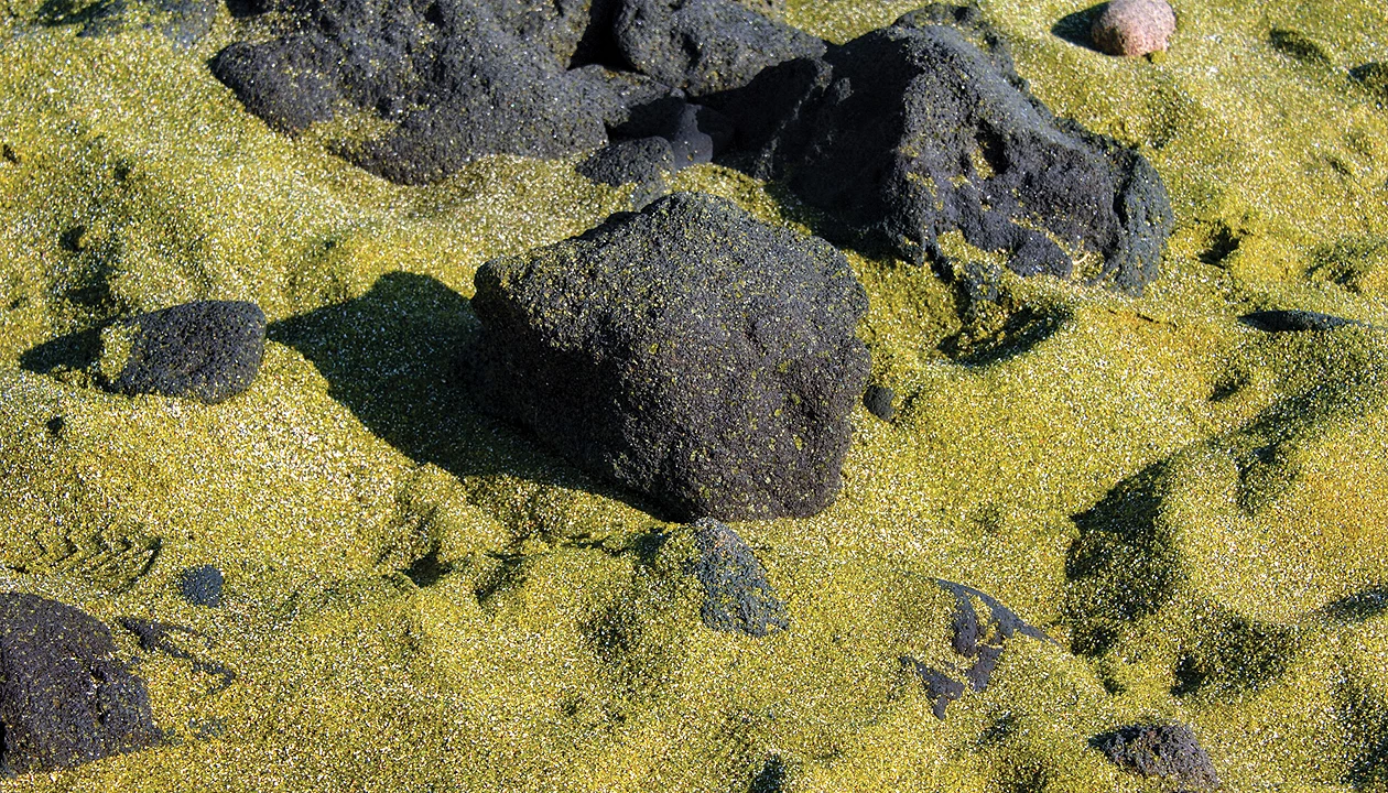 Engineered bacteria speed rock weathering for carbon removal