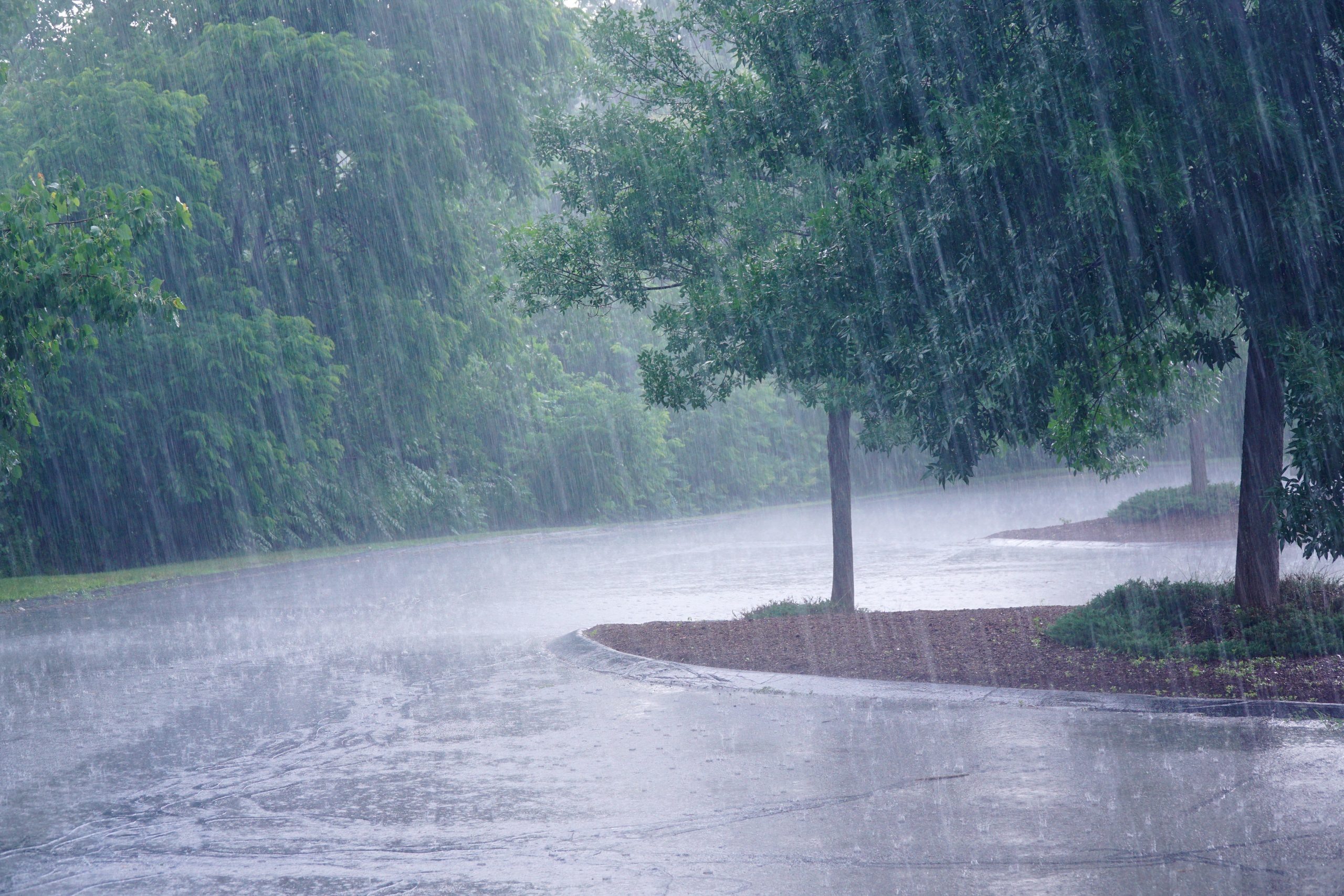 heavy rain and tree in the parking lot
