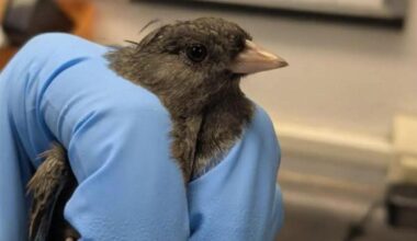 Vancouver Island wildlife rescue warns of hazard birds face when migrating
