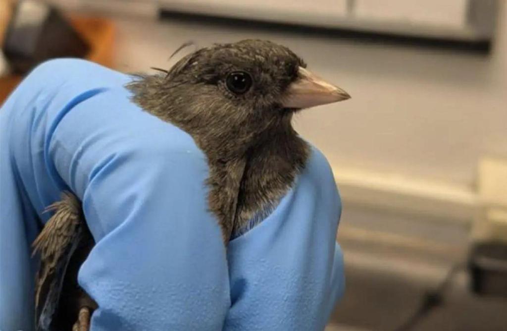 Vancouver Island wildlife rescue warns of hazard birds face when migrating