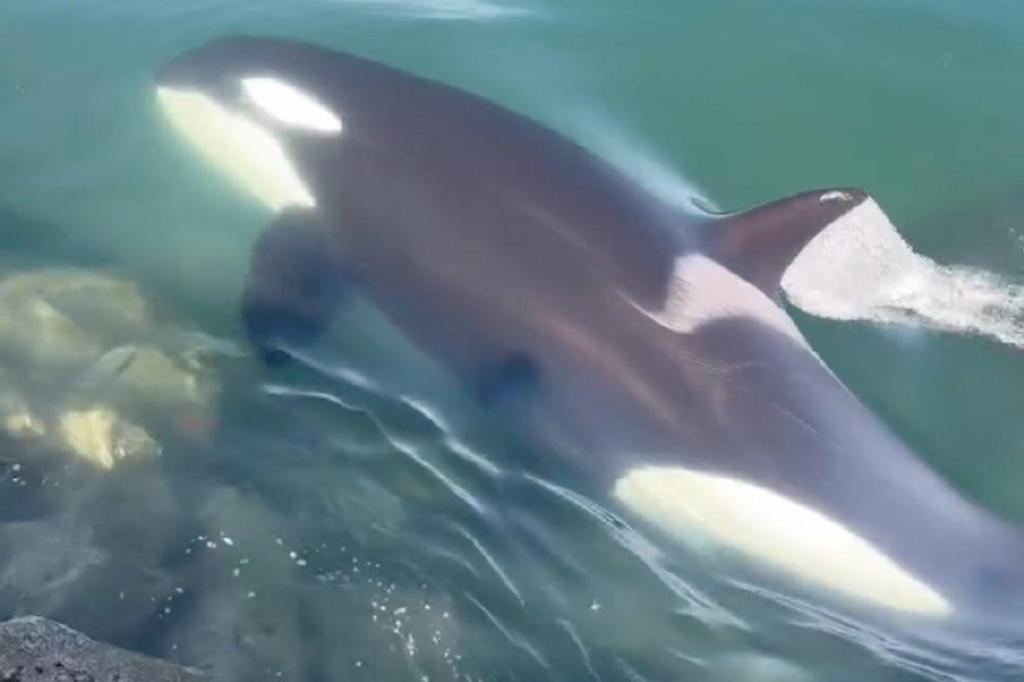 VIDEO: Natural born killer whales: Sooke man witnesses North Saanich orca hunt