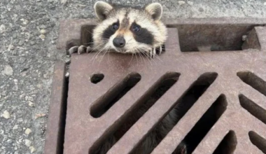 Raccoon rescued on Burlington highway ramp after drivers alert OPP