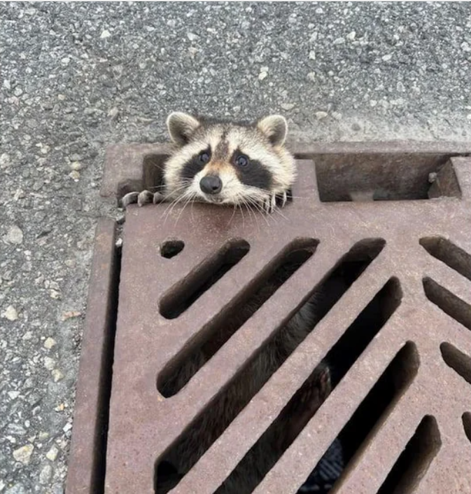 Raccoon rescued on Burlington highway ramp after drivers alert OPP