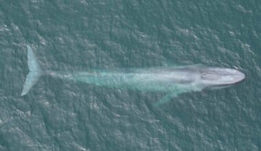 Matters of the heart: what's a blue whale's heartbeat telling us?
