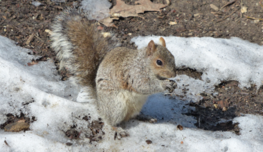 Got acorns? Wild ARC needs help feeding squirrels in its care