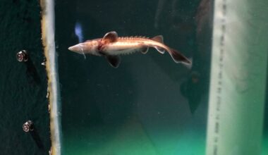 A baby sturgeon in a tank.