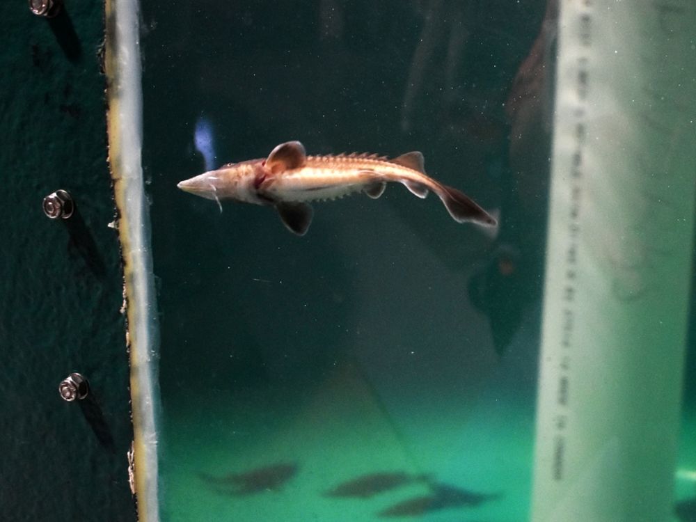 A baby sturgeon in a tank.
