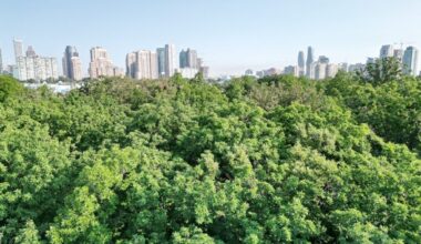 Number of trees planted in Mississauga would form line stretching to Vancouver: city