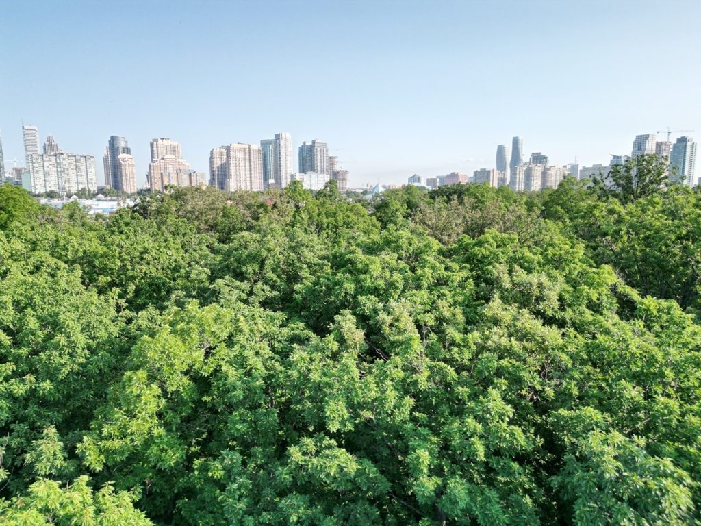 Number of trees planted in Mississauga would form line stretching to Vancouver: city