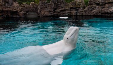 Marineland’s last captive whales head to U.S. aquariums
