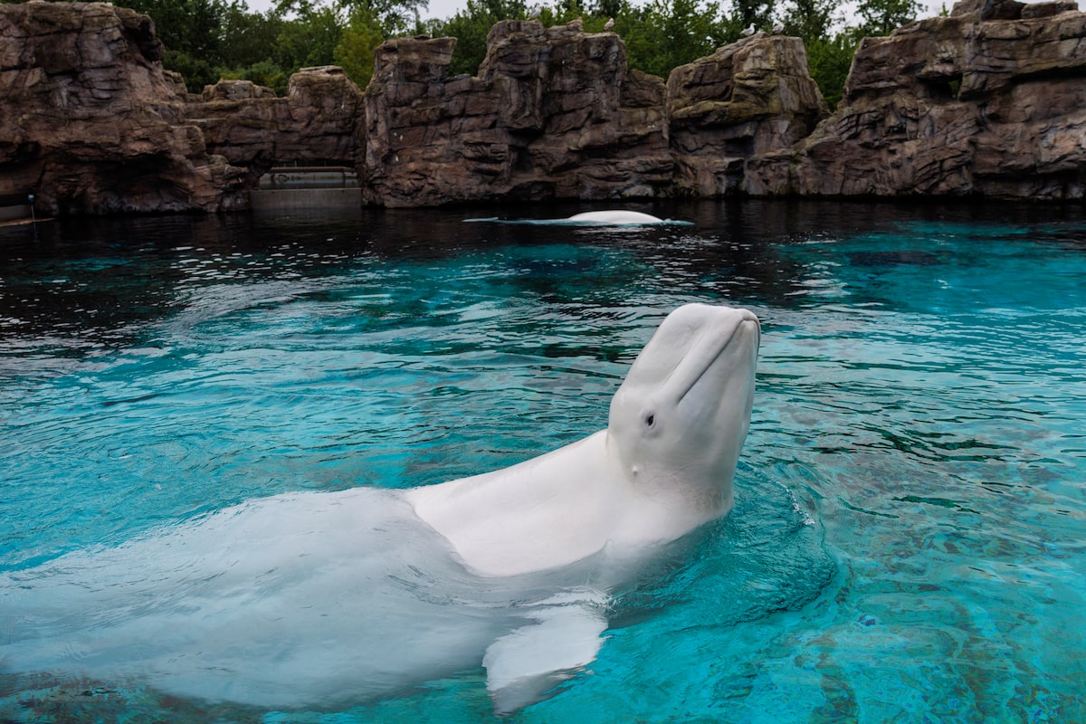 Marineland’s last captive whales head to U.S. aquariums