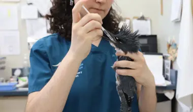 Help Toronto Wildlife Centre recover from storm damage